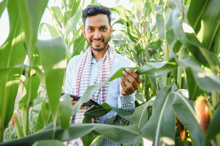 Farmer at corn field. A farmer or agronomist inspects the corn cropの写真素材