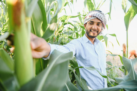 Young indian agronomist at cornfield.の写真素材