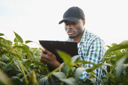 An African American male farmer or agronomist inspects soybeans in a field at sunsetの写真素材