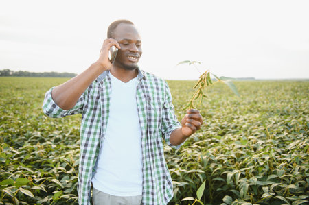 An African agronomist in a soybean field examines the cropの写真素材