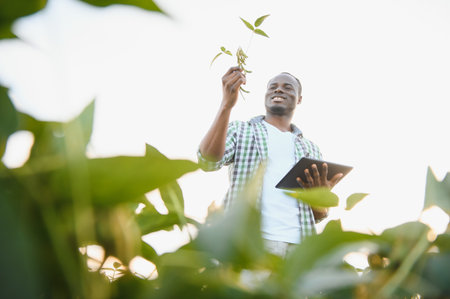 African American male farmer in soybean field at sunsetの写真素材