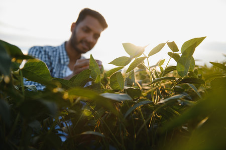 An Indian farmer in a soybean fieldの写真素材