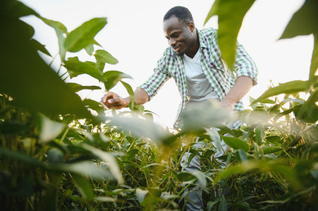 Farmer is standing in his growing soybean field. He is satisfied with good progress of plantsの写真素材
