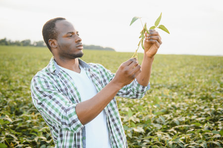 An African American male farmer or agronomist inspects soybeans in a field at sunsetの写真素材