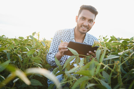 The concept of agriculture. An Indian farmer or agronomist inspects the soybean crop in a fieldの写真素材