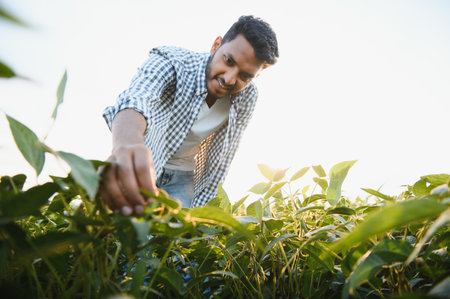 A young handsome Indian agronomist is working in a soybean field and studying the cropの写真素材