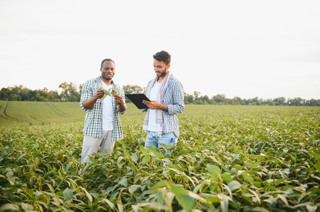 An African-American farmer and an Indian businessman in a soybean field discuss the sale of soybeans.の写真素材