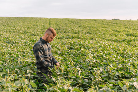 Agronomist inspecting soya bean crops growing in the farm field. agriculture production concept. young agronomist examines soybean crop on field in summer. Farmer on soybean fieldの写真素材