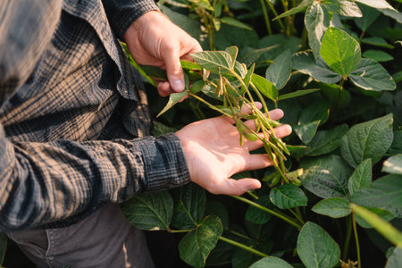Agronomist inspecting soya bean crops growing in the farm field. agriculture production concept. young agronomist examines soybean crop on field in summer. Farmer on soybean fieldの写真素材