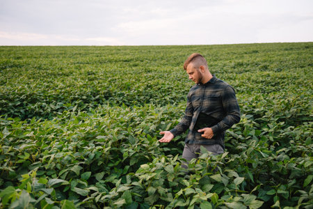 Young farmer in filed examining soybean corp. He is thumbs up.の写真素材