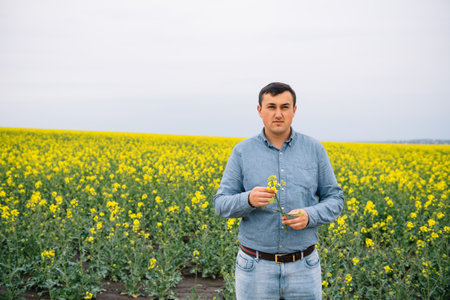 Agronomist with rape in hands. Field of wheat on background.