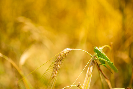 Green locusts devouring a large barley. Insect pest. pest concept in agriculture.の写真素材