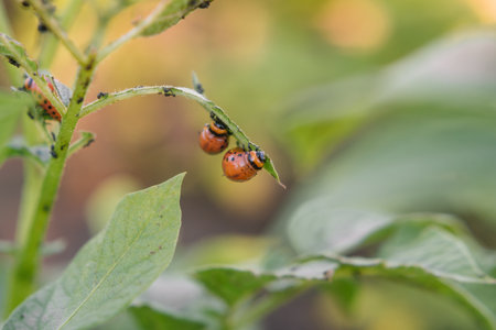 Colorado beetle eats potato leaves, close-up. Concept of invasion of beetles. Poor harvest of...