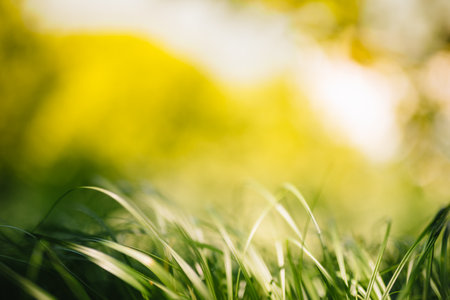 Spring or summer and abstract nature background with grass field. Background with green grass field and bokeh light. summer backgroundの写真素材