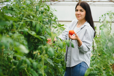 Gardening and agriculture concept. Young woman farm worker with basket picking fresh ripe organic vegetables. Greenhouse produce. vegetable food production.の写真素材