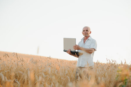 Worried gray haired agronomist or farmer using a tablet while inspecting organic wheat field before the harvest. Back lit sunset photo. Low angle view.の写真素材