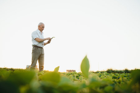 Agronomist inspecting soya bean crops growing in the farm field. agriculture production concept. young agronomist examines soybean crop on field in summer. Farmer on soybean fieldの写真素材