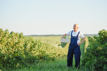 View Of Working Old Farmer. Harvesting. Agriculture, Farming Concept.の写真素材