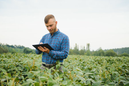 Farmer or agronomist examining green soybean plant in the fieldの写真素材
