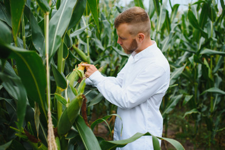 A man inspects a corn field and looks for pests. Successful farmer and agro business