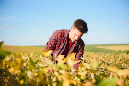 Agronomist inspecting soya bean crops growing in the farm field. agriculture production concept. young agronomist examines soybean crop on field in summer. Farmer on soybean fieldの写真素材