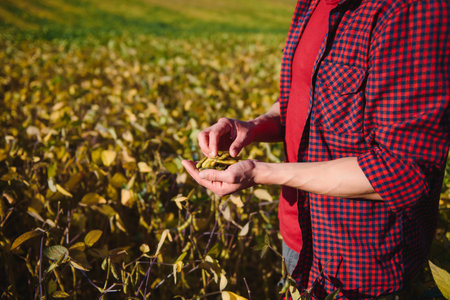 Close up of farmer's hand holding ripe soybean pod in cultivated field
