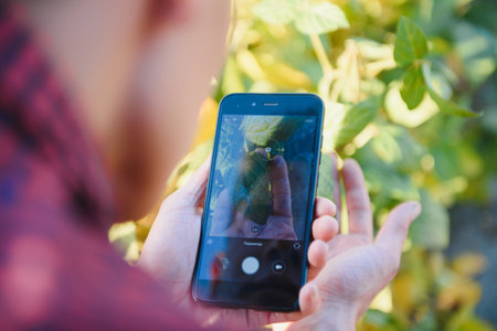 Agronomist inspecting soya bean crops growing in the farm field. agriculture production concept. young agronomist examines soybean crop on field in summer. Farmer on soybean fieldの写真素材
