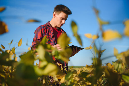 Agronomist inspecting soya bean crops growing in the farm field. agriculture production concept....
