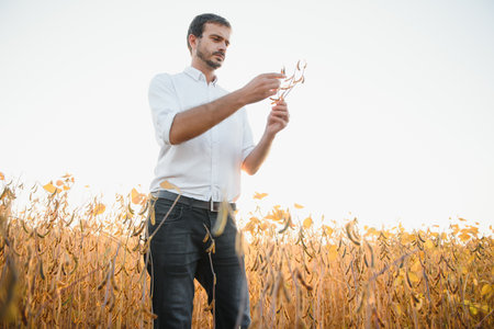 Agronomist inspects soybean crop in agricultural field - Agro concept - farmer in soybean plantation...