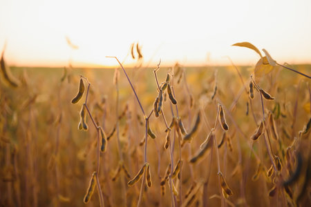 Mature soybean pods, back-lit by evening sun. soy agricultureの写真素材