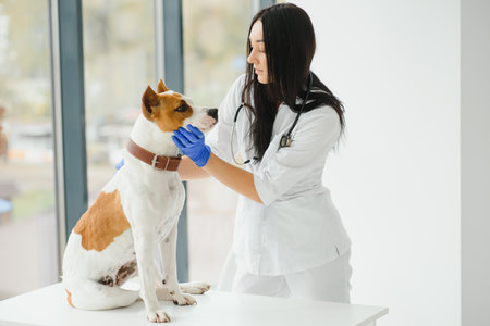 Smiling lady veterinary examining the dogの写真素材