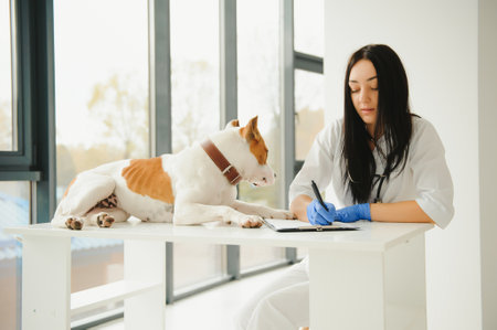 Young female veterinary taking care of a beautiful labrador dogの写真素材