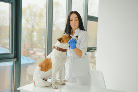 young vet doctor checking pet dog skin in animal hospitalの写真素材