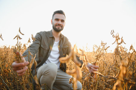 Agronomist inspects soybean crop in agricultural field - Agro concept - farmer in soybean plantation on farmの写真素材