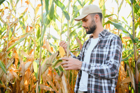 Yong handsome agronomist in the corn field and examining crops before harvesting. Agribusiness concept. agricultural engineer standing in a corn field.の写真素材