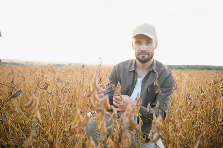 Agronomist inspecting soya bean crops growing in the farm field. agriculture production concept....