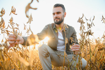 Farmer standing in soybean field at sunsetの写真素材