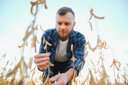 A young handsome farmer or agronomist examines the ripening of soybeans in the field before harvesting.の写真素材