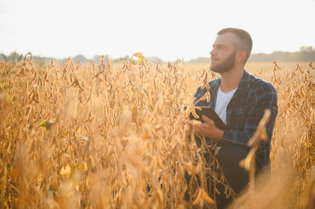 Agronomist inspecting soya bean crops growing in the farm field. Agriculture production concept. young agronomist examines soybean crop on field. Farmer on soybean fieldの写真素材