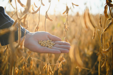 Close up of farmer's hand holding ripe soybean pod in cultivated fieldの写真素材