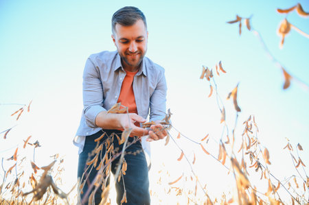 Agronomist inspecting soya bean crops growing in the farm field. agriculture production concept....