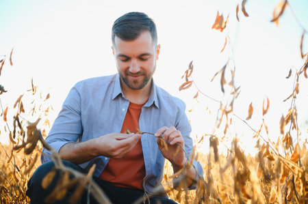 agronomist or farmer examining crop of soybeans fieldの写真素材