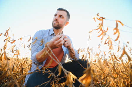 A farmer inspects a soybean field. The concept of the harvest.