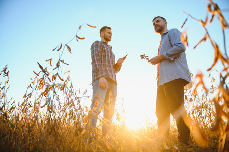 Two farmers standing in a field examining soybean crop before harvesting