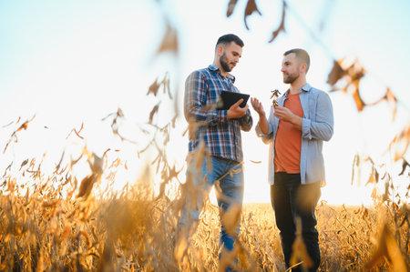 Portrait of two farmers in a field examining soy crop.の写真素材