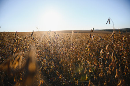 Soybean lit by sunrays. Selective focus on detail