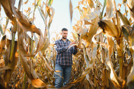 Farmer in field checking on corncobs.