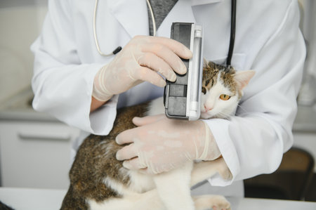 male doctor, veterinarian, with a stethoscope in veterinary clinic conducts examination and medical examination of domestic cat, concept of medical veterinary care, pet healthの写真素材