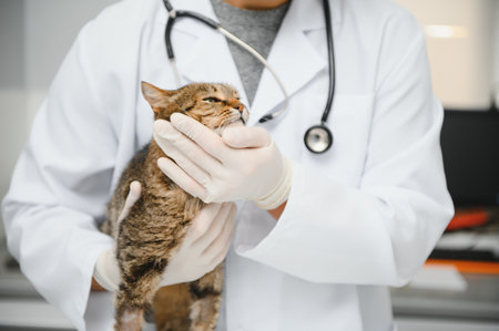 Doctor are examining a sick cat. Veterinary clinic concept. Services of a doctor for animals, health and treatment of petsの写真素材