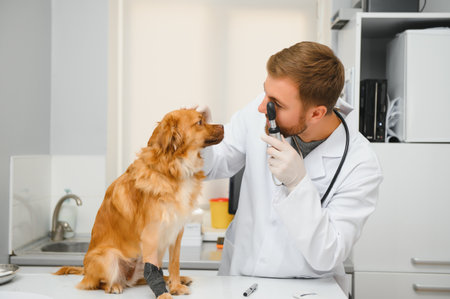 Dog with veterinarians in clinic